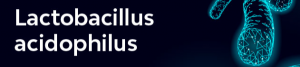 Lactobacillus acidophilus