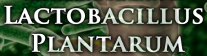 Lactobacillus plantarum - bienfaits