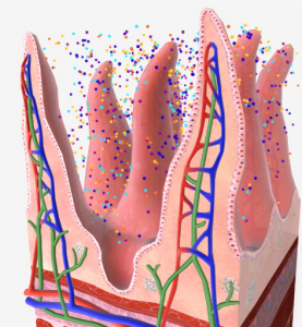 Microbiote intestinal - bacteries probiotiques