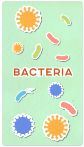 Probiotiques bacteria