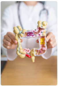 Probiotique intestin lactobacillus rhamnosus