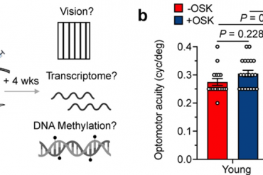 Tout sur le microbiote – Le guide complet !