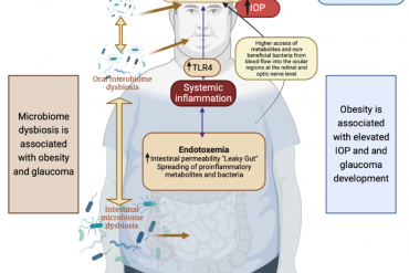 L&rsquo;huile d&rsquo;olive et le microbiote : une alliance bénéfique pour la santé.